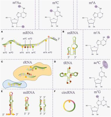 Exploring the impact of m6A modification on immune diseases: mechanisms and therapeutic implication